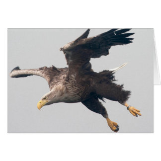 Sea Eagle