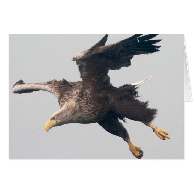 Sea Eagle (Front Horizontal)