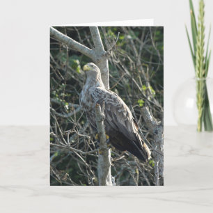 Sea Eagle in Scotland Card