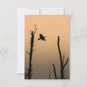 Sea-Eagle Wildlife Photo Card