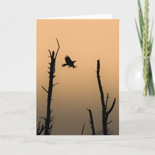 Sea Eagle Wildlife Photo Card