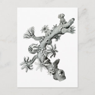 Sea fan postcard