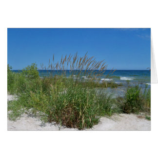 Sea Grass along the seashore