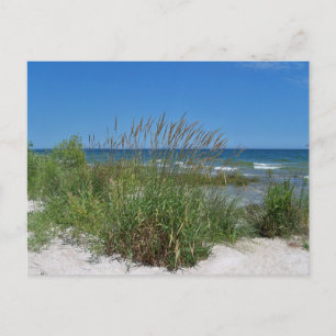 Sea Grass along the seashore Postcard
