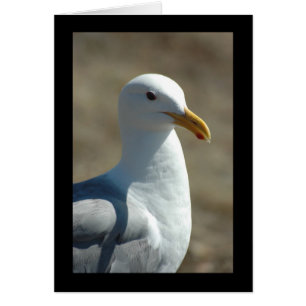 Sea Gull