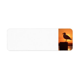 Sea Gull at Sunset