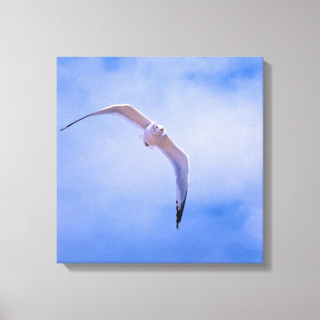 Sea gull in flight canvas print (Front)