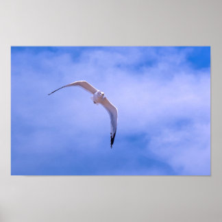 Sea gull in flight poster