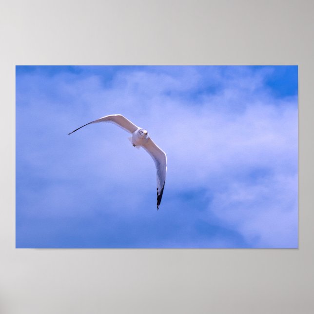 Sea gull in flight poster (Front)