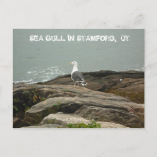SEA GULL IN STAMFORD, CT, $B.A.K.$ ... POSTCARD
