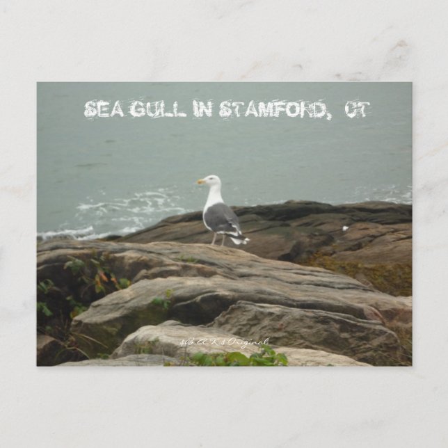 SEA GULL IN STAMFORD,  CT, $B.A.K.$ ... POSTCARD (Front)