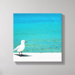 Sea Gull   Nutgrove Beach, Sandy Bay Tasmania Canvas Print