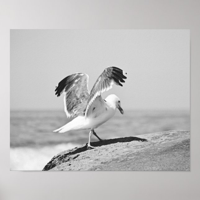 Sea Gull On Beach Rocks Black and White Print (Front)