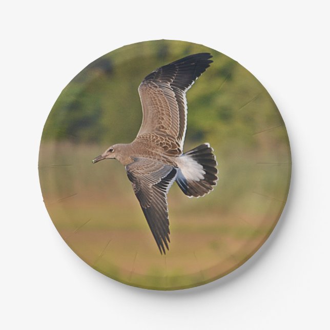Sea Gull Paper Plate (Front)