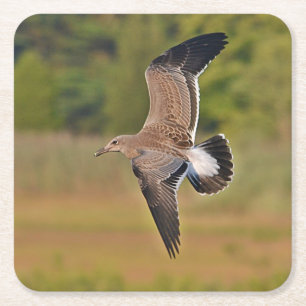 Sea Gull Party Coaster