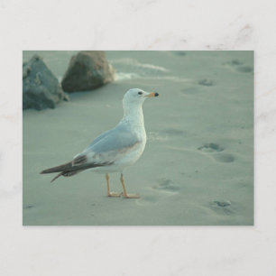 Sea Gull / Postcard