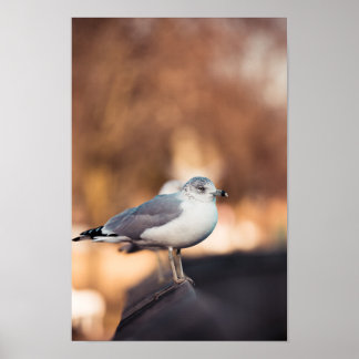 Sea Gull Poster