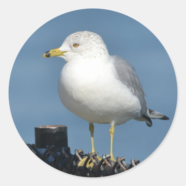 Sea Gull Sticker (Front)