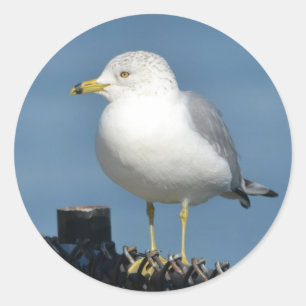 Sea Gull Sticker