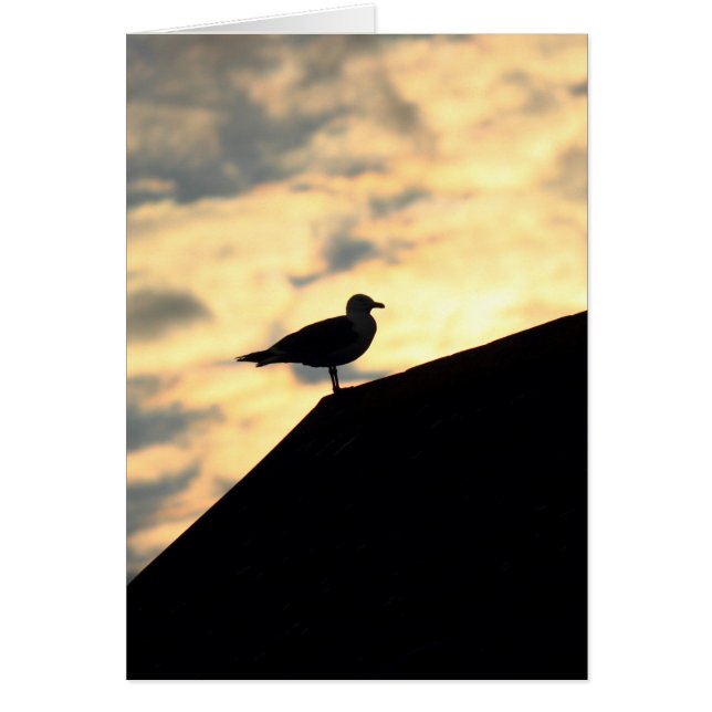 Sea Gull Sunset (Front)