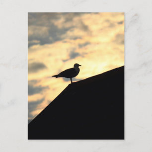 Sea Gull Sunset Postcard