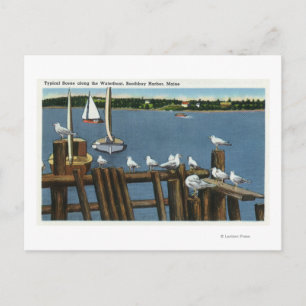 Sea Gulls and Sailboats Along the Waterfront Postcard