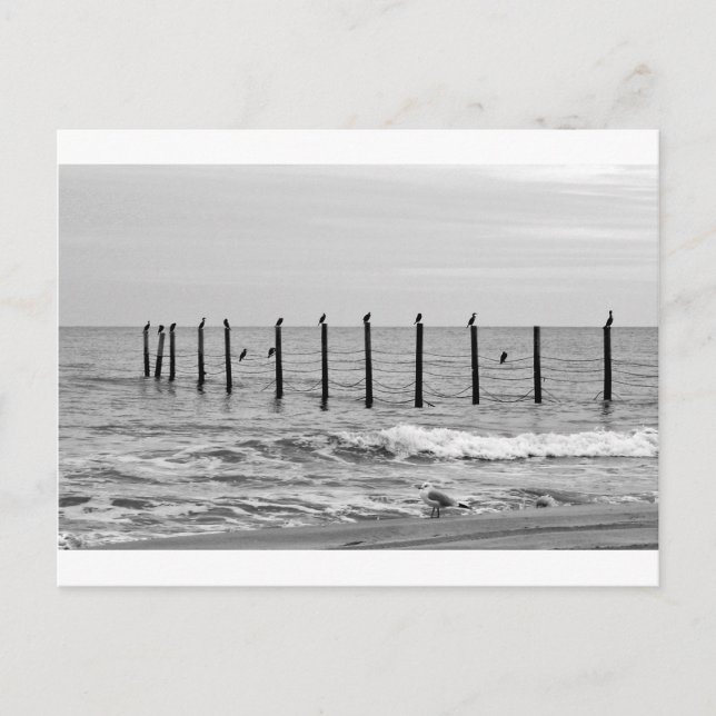 sea gulls at beach postcard (Front)