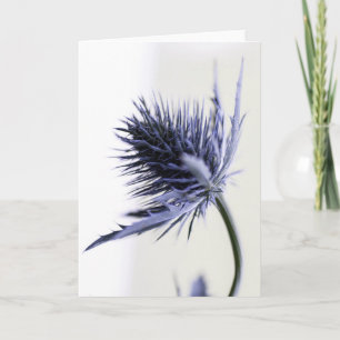 Sea holly card