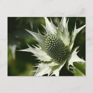 Sea Holly Postcard