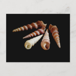 Sea Horns Postcard