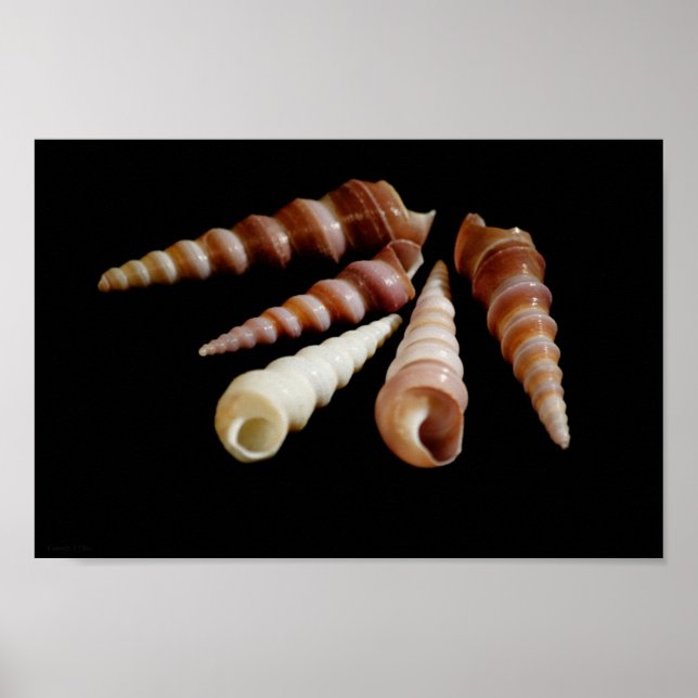 Sea Horns Poster (Front)