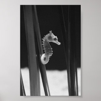 Sea horse - Black And White  Poster
