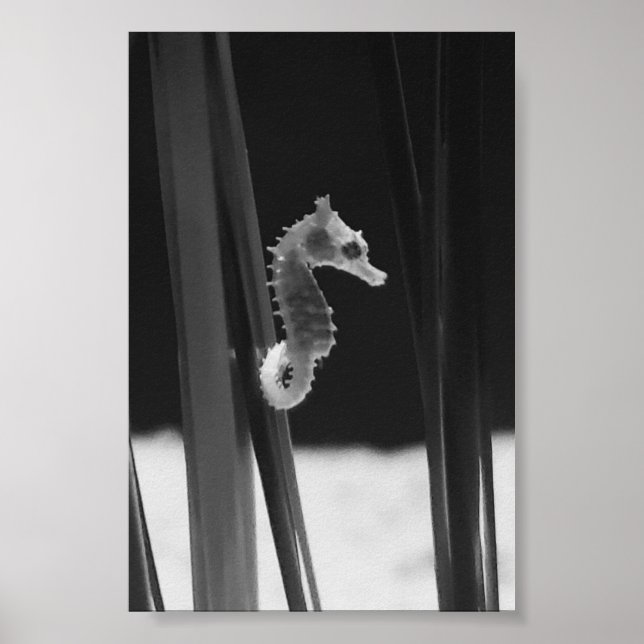 Sea horse - Black And White  Poster (Front)