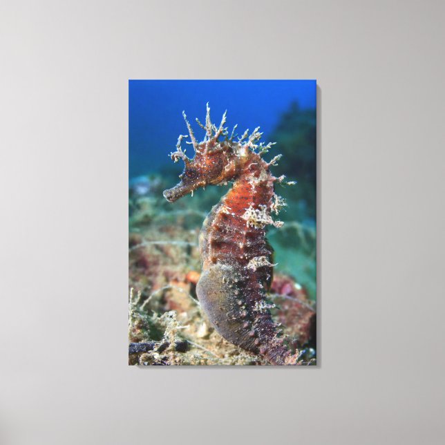 Sea Horse | Hippocampus Ramulosus Canvas Print (Front)