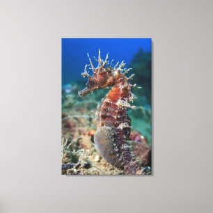 Sea Horse   Hippocampus Ramulosus Canvas Print