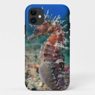 Sea Horse   Hippocampus Ramulosus iPhone 11 Case