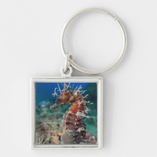 Sea Horse   Hippocampus Ramulosus Key Ring