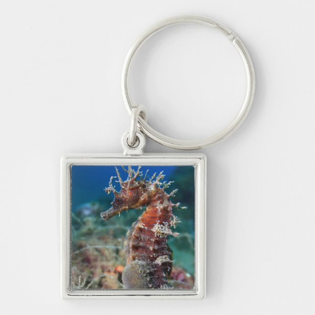 Sea Horse | Hippocampus Ramulosus Key Ring (Front)