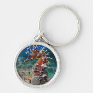 Sea Horse   Hippocampus Ramulosus Key Ring