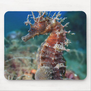 Sea Horse Hippocampus Ramulosus Mouse Mat