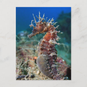 Sea Horse Hippocampus Ramulosus Postcard