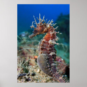 Sea Horse   Hippocampus Ramulosus Poster