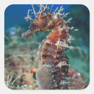 Sea Horse Hippocampus Ramulosus Square Sticker