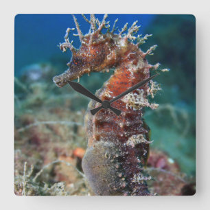 Sea Horse   Hippocampus Ramulosus Square Wall Clock