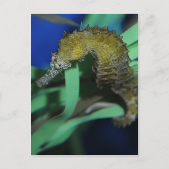 Sea Horse Postcard (Front)