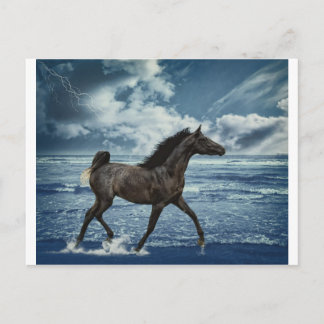 Sea Horse Postcard
