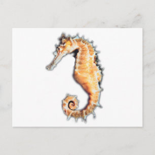 Sea horse postcard