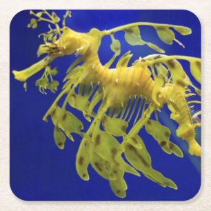 Sea horse square paper coaster