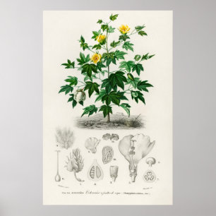 Sea Island cotton (gossypium vitifolium) Poster