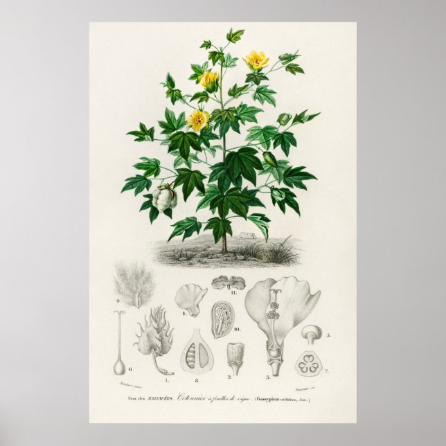 Sea Island cotton (gossypium vitifolium) Poster (Front)